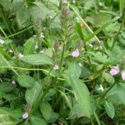 四川宏益生物 深耕植物提取，驅動大健康產業創新